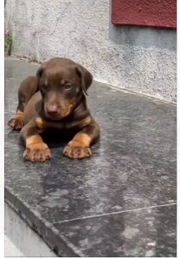 Purchase KCI Registered Doberman Puppy from  India